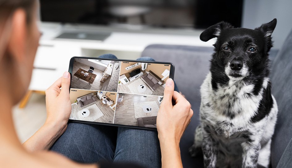 Looking for What is the best dogfriendly alarm system in Bowling Green Vivint